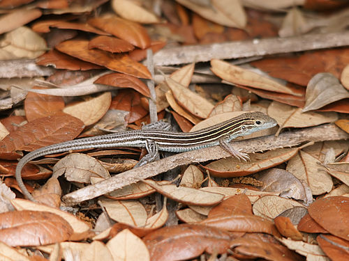 six-lined racerunner